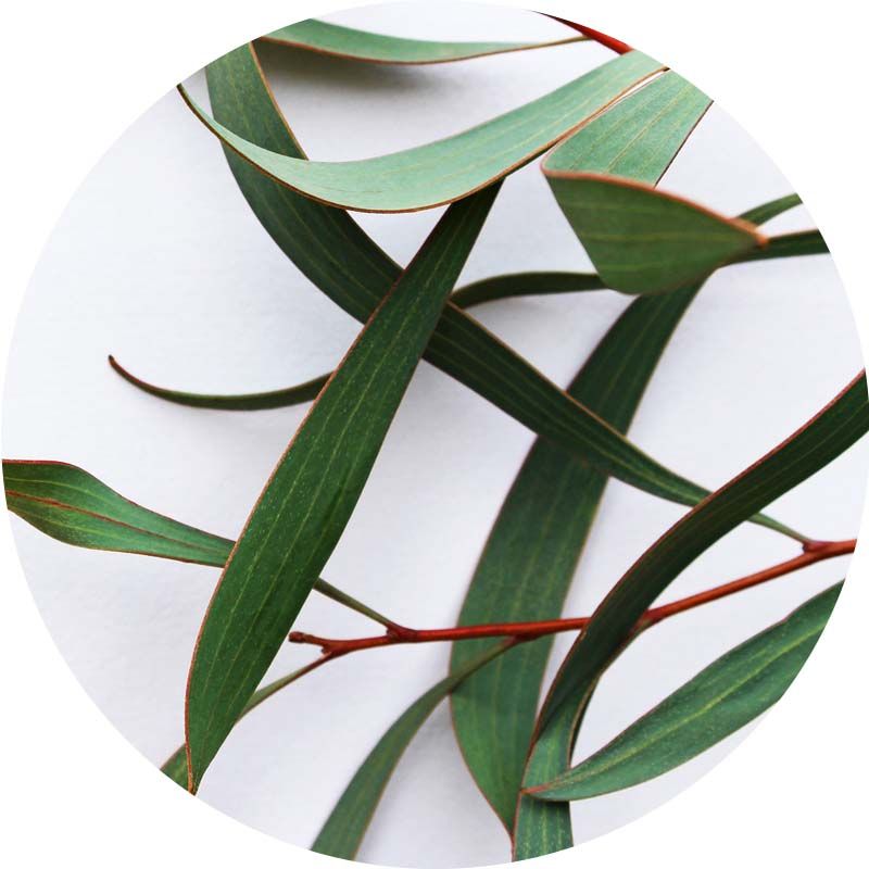 Eukaliptusz 100% tisztaságú, természetes illóolaj
