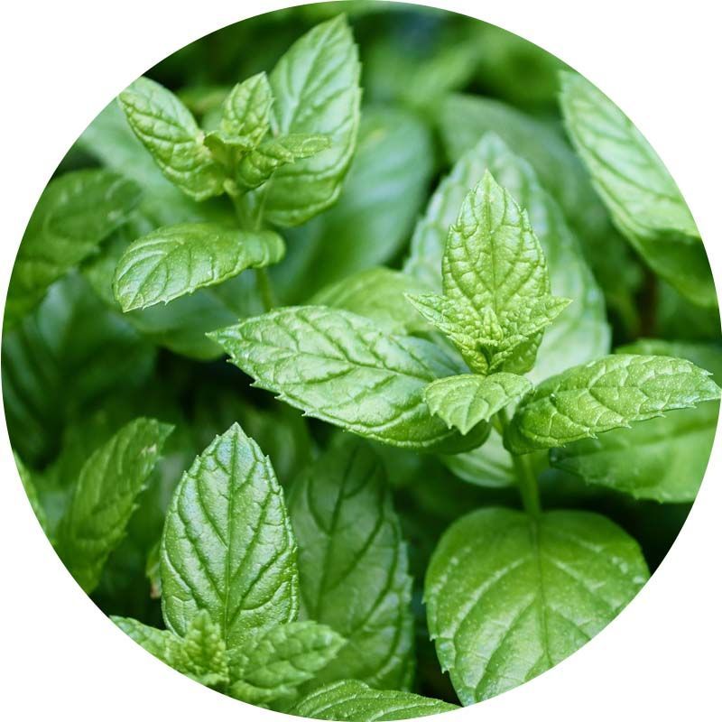 Borsmenta 100% tisztaságú, természetes illóolaj 1 liter Borsmenta 100% tisztaságú, természetes illóolaj 1 liter